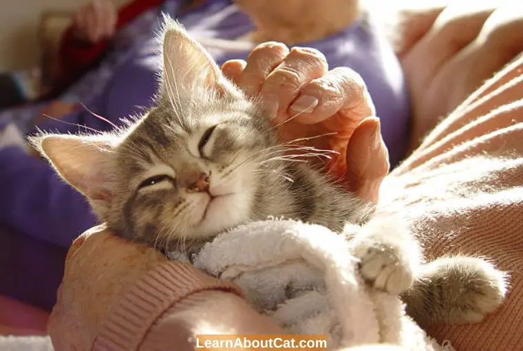 Cat Breathing Fast While Purring