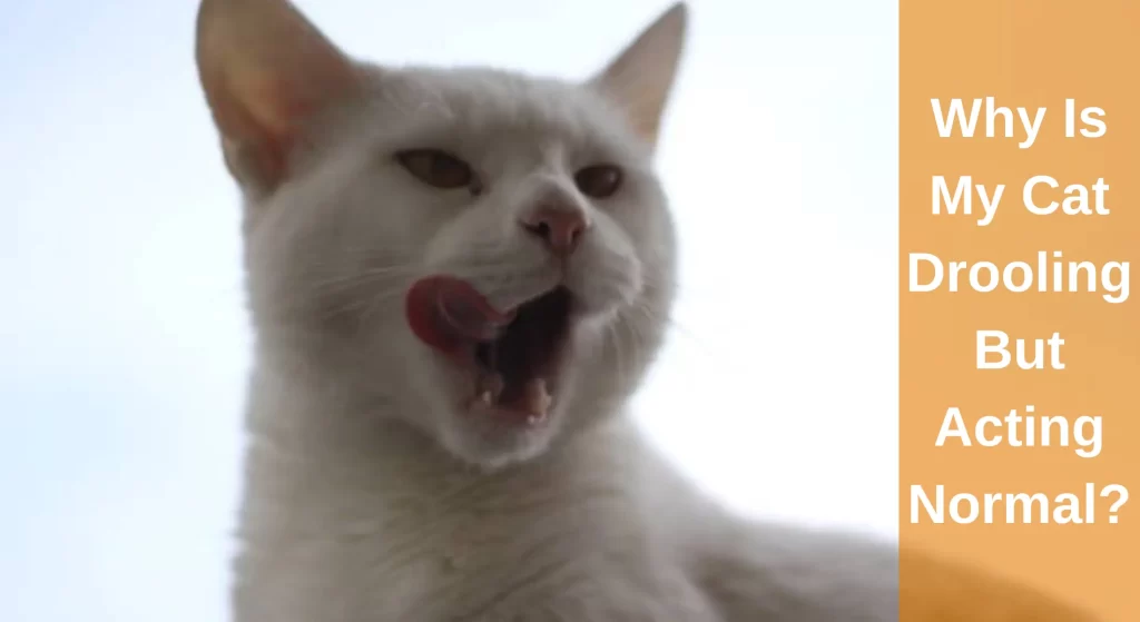 Why Is My Cat Drooling But Acting Normal? What's Happening LearnAboutCat