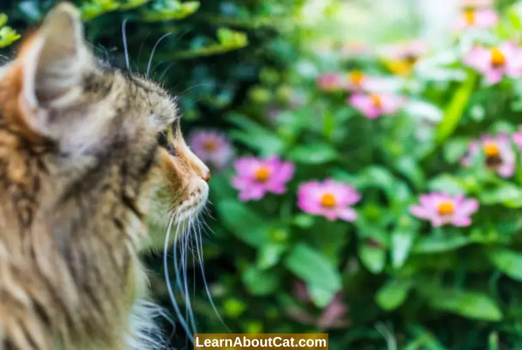 Cat Eats Zinnias