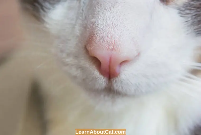 Cat Nose Wet When Purring