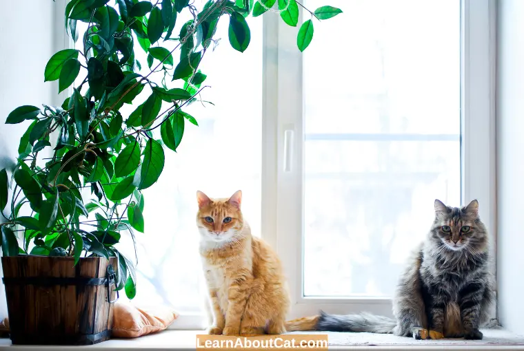 Cat-Safe House Plants