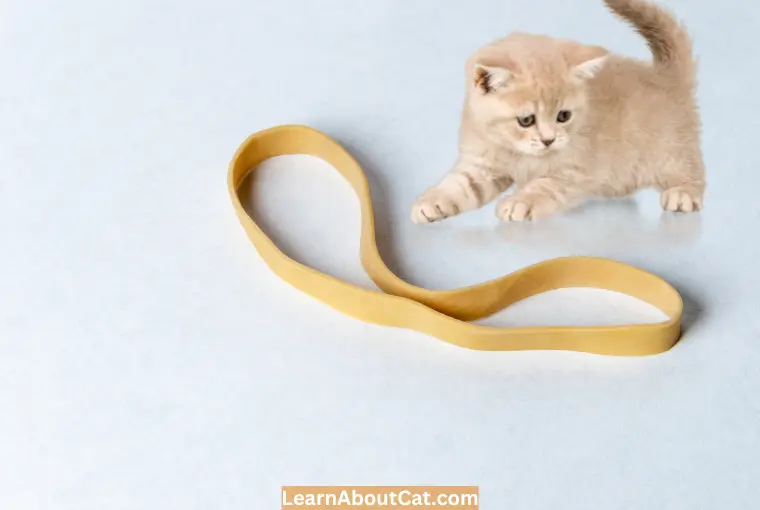 Cat Swallowed Rubber Band