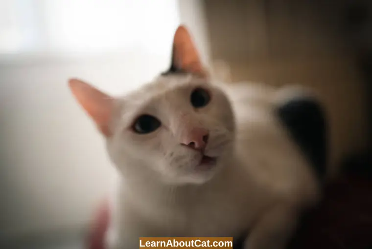 Cats Nose Dripping When Purring