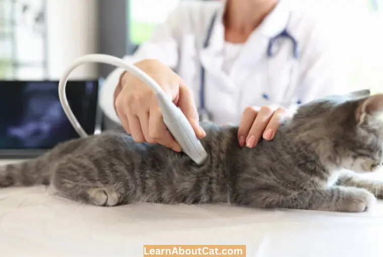 Clinical Diagnosis of Pregnancy in Cats