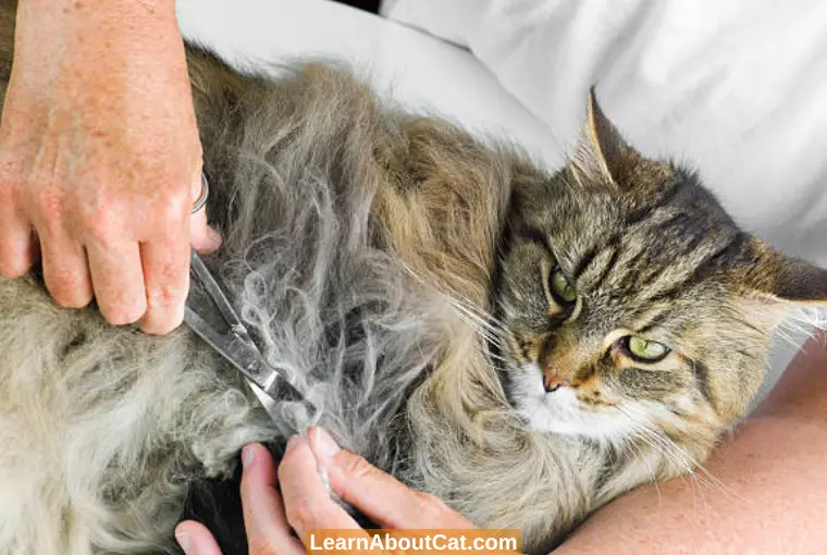 Dangers of Matted Cat Hair