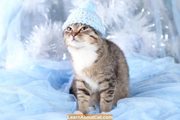 Do Cats Behave Differently in Winter