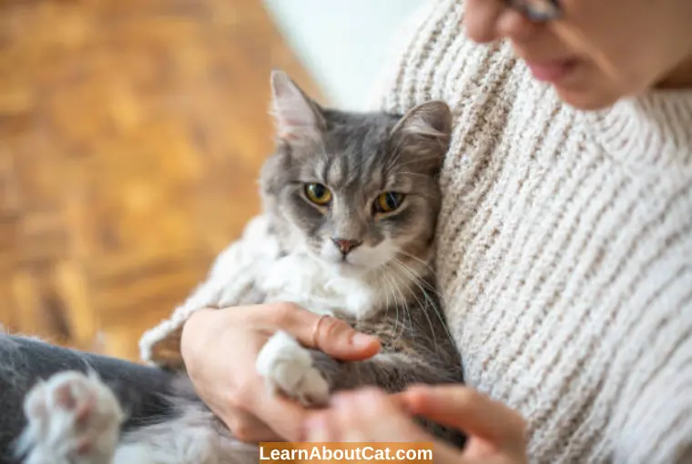 Do Cats Clean Their Paws