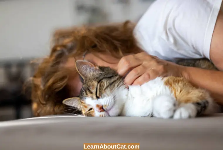 Do Cats Purr When They Are Dying