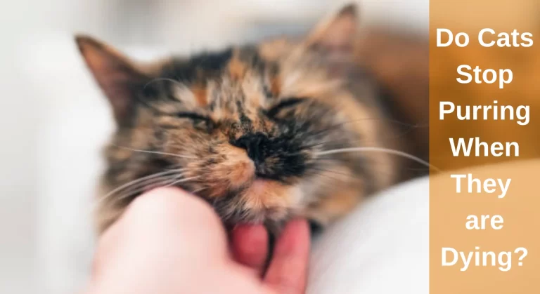 Do Cats Stop Purring When They are Dying?