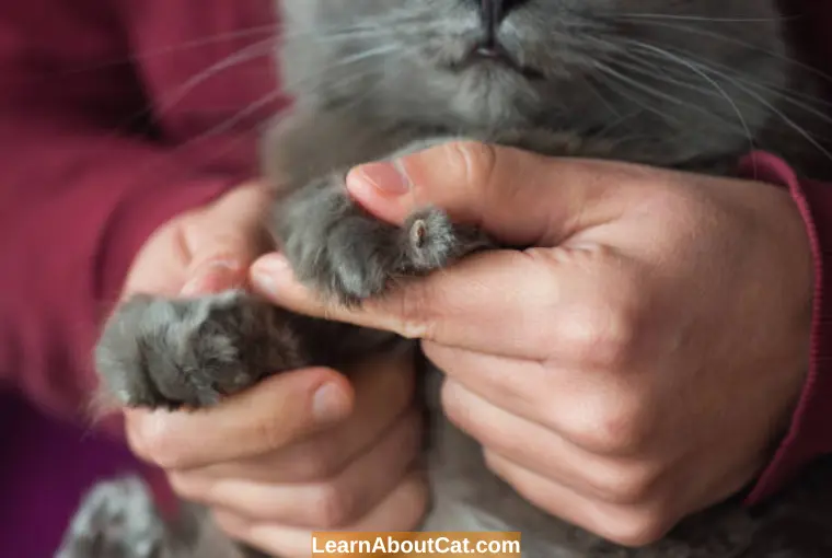 Do I Need To Trim My Cat's Nails