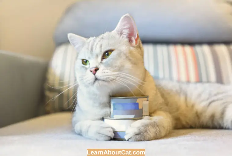 Does Canned Cat Food Expire