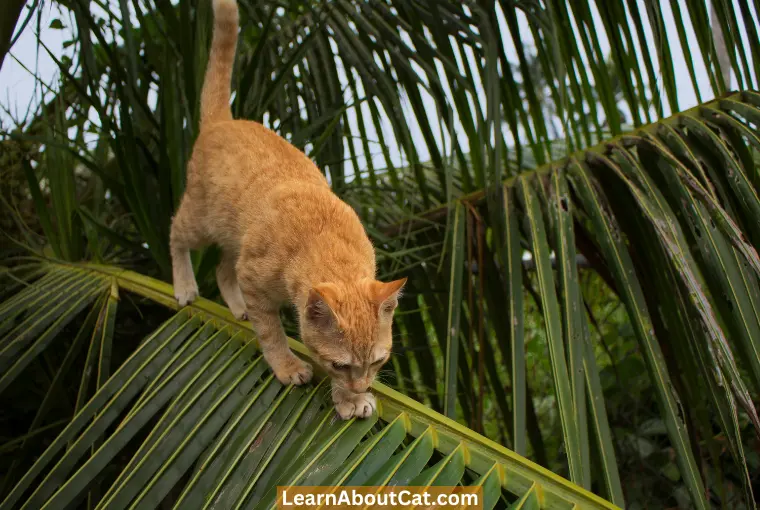 Garden Palms That Are Poisonous to Cats 