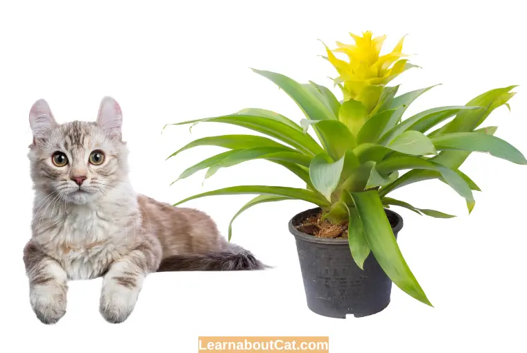 How Can I Keep Cats off from Bromeliad Plant