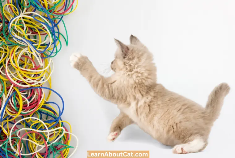 How Can I Stop My Cat From Swallowing a Rubber Band
