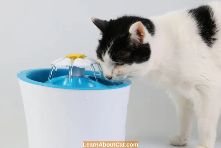 How Do I Know if My Cat is Drinking More