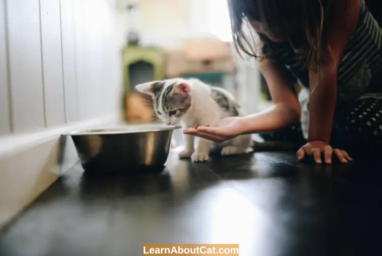 How Do You Introduce Kittens to Food