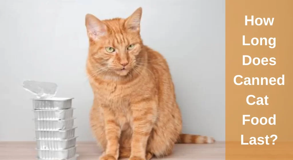 how-long-does-canned-cat-food-last-all-you-need-to-know-learnaboutcat
