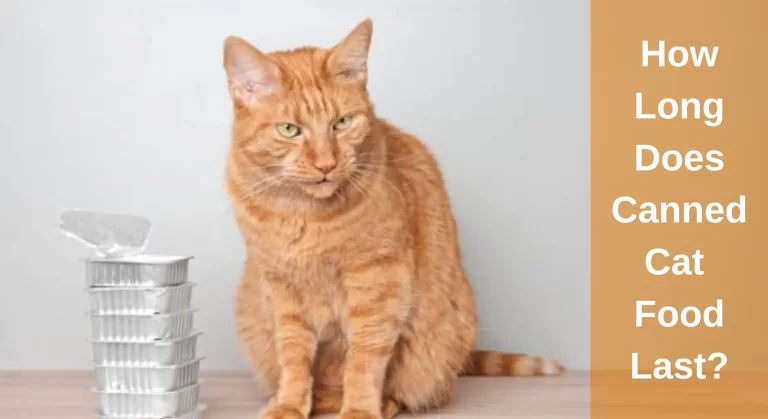 How Long Does Canned Cat Food Last? All You Need To Know