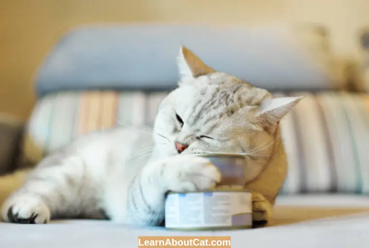 How Long Does Canned Cat Food Last? All You Need To Know LearnAboutCat