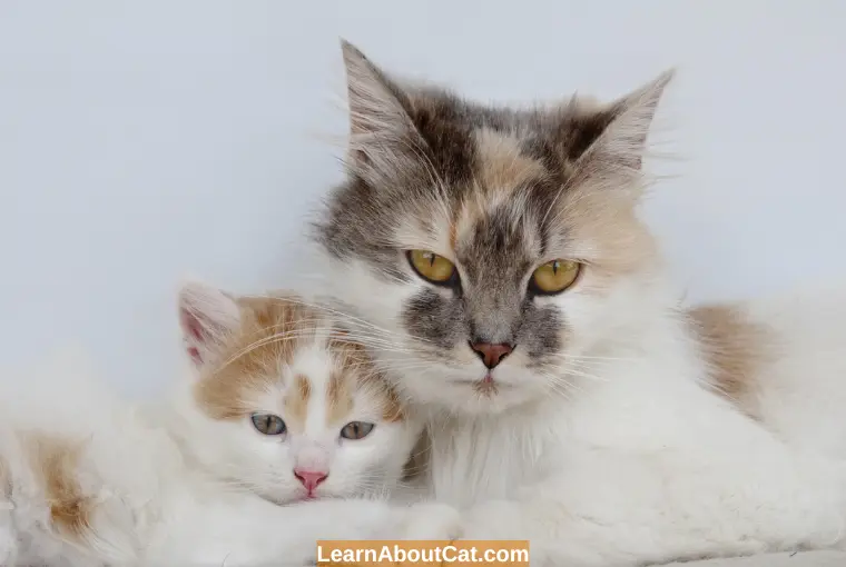 How Long Does It Take for an Older Cat to Accept a Kitten