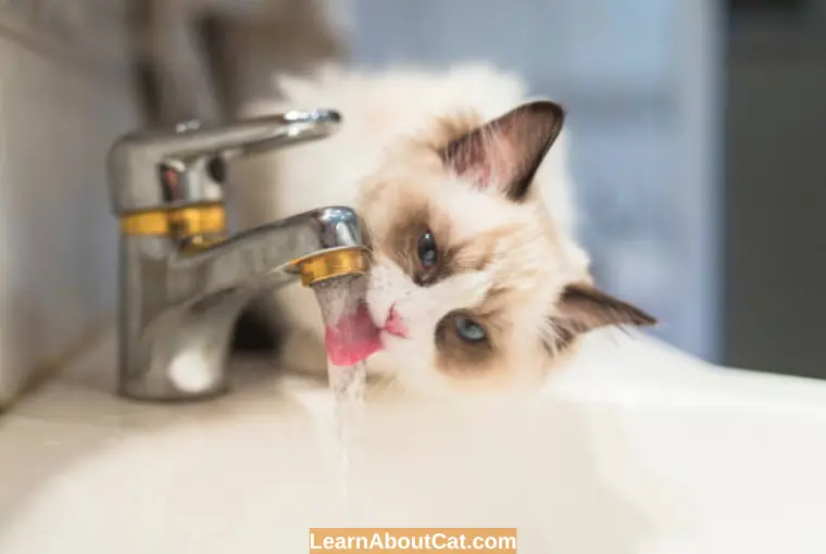 How Much Water Should a Cat Drink Daily