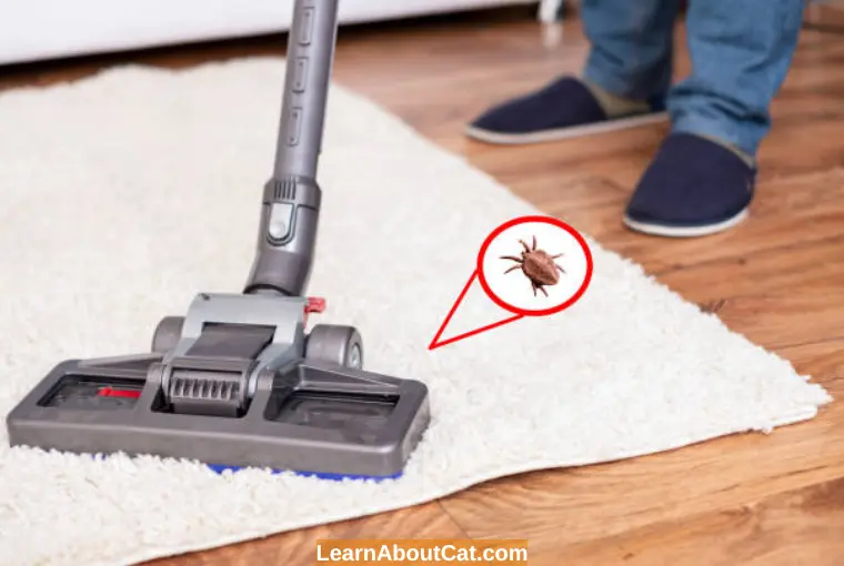 How To Get Rid of Fleas in the House