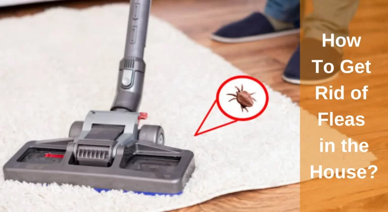 How To Get Rid of Fleas in the House? [A Complete Guide]