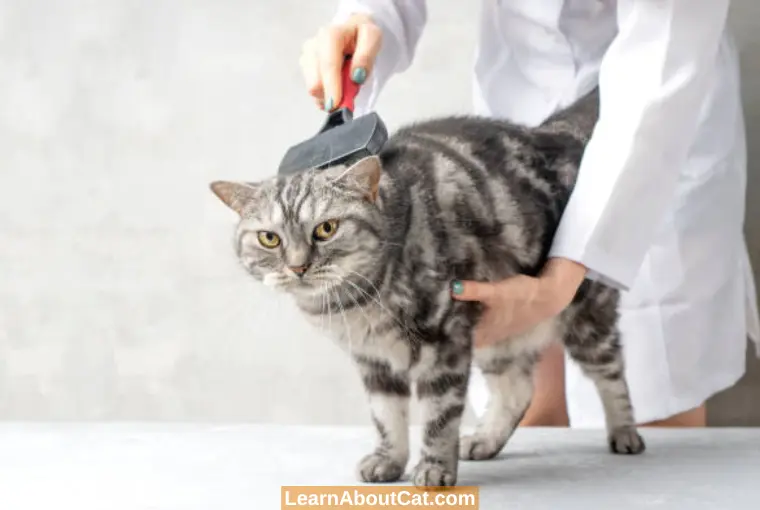 How To Safely Remove Matted Cat Hair