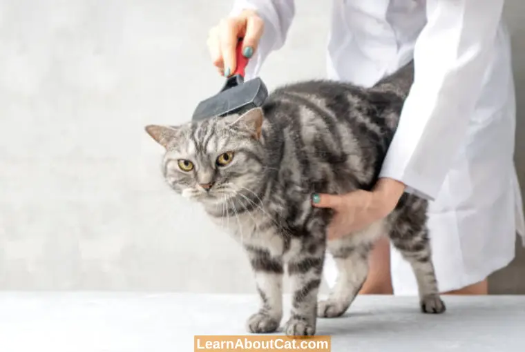 What Causes Matted Cat Fur? A Guide To Preventing And Removing Matted