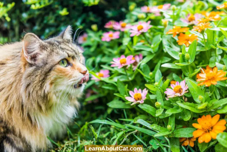 How To Stop Cats From Eating Zinnias