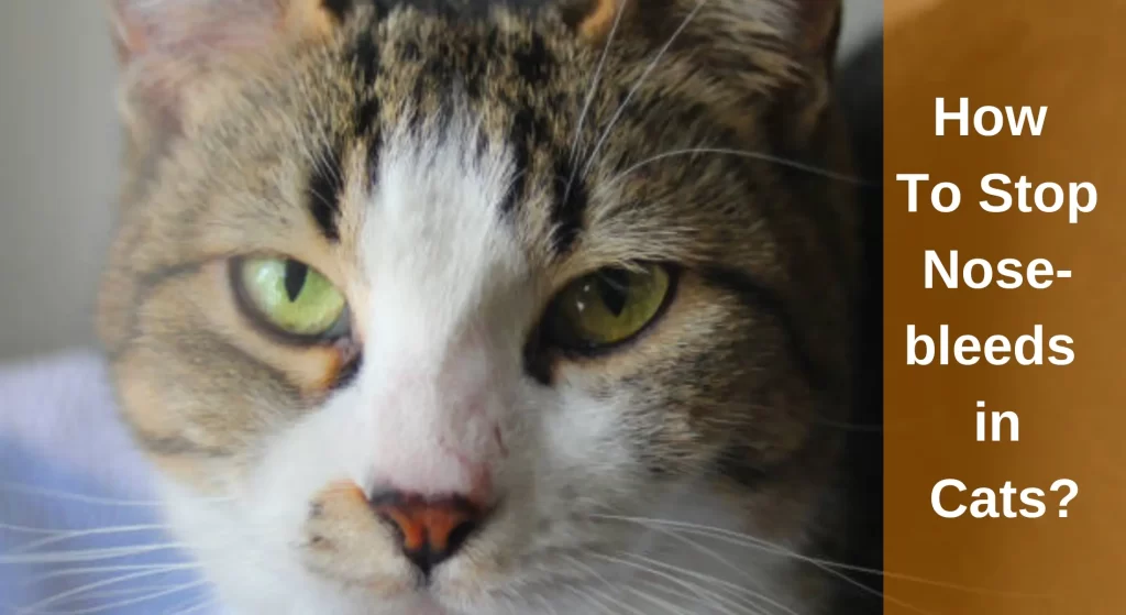 How To Stop Nosebleeds in Cats? [Epistaxis in Cats] LearnAboutCat