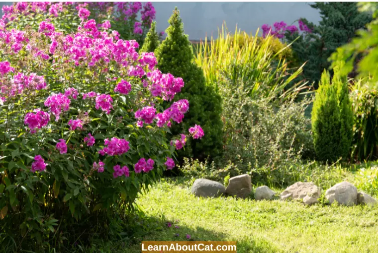 How are Creeping Phlox and Garden Phlox Distinct