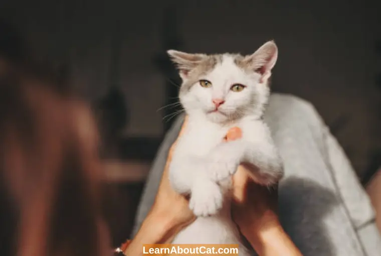 How is Cat Laryngitis Treated Treatment of Laryngitis in Cats