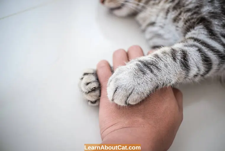How to Clean Cat Paws - Simple Steps To Maintain Healthy Paws