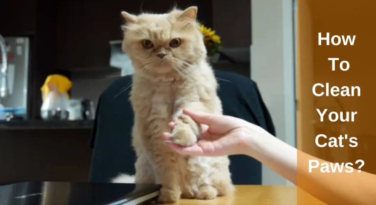 How to Clean Your Cat’s Paws? All You Need To Know