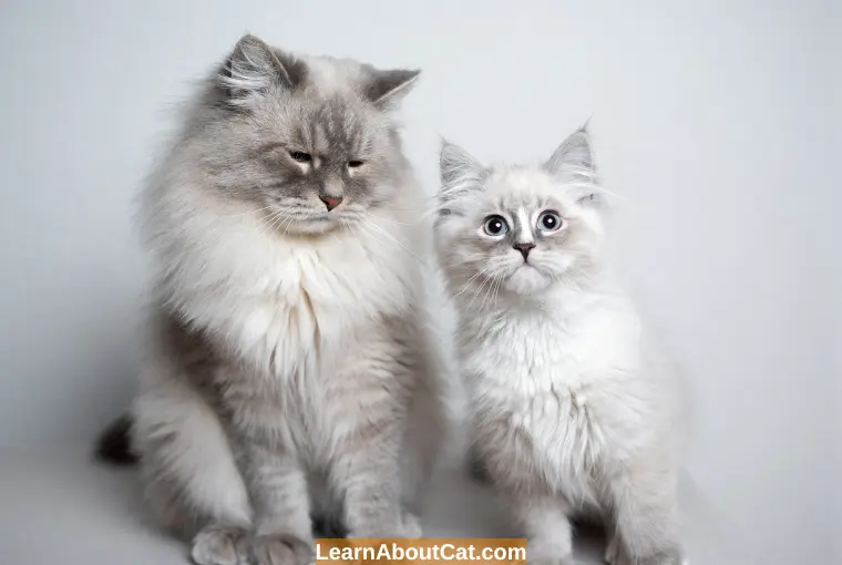 How To Introduce A Kitten To An Older Cat? [A Complete Guide