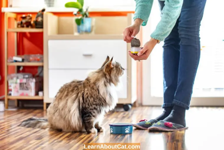 How to Tell if Cat Food in Cans Has Expired