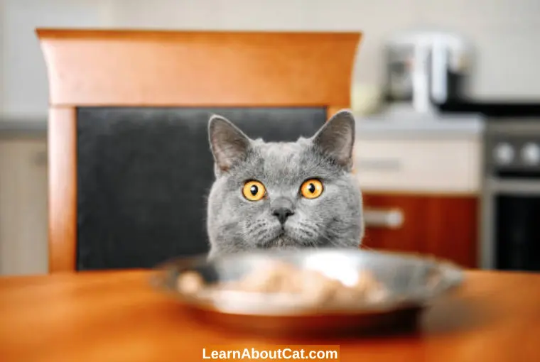 How to Tell that Cat is not Eating Much