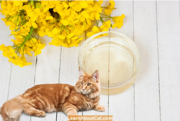 Is Canola Oil Beneficial For Cats