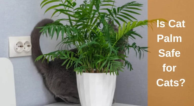 Is Cat Palm Safe for Cats? [Answered]
