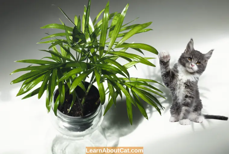 Is Cat Palm poisonous to Cats