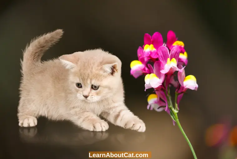 Is It Safe For Cats To Eat Snapdragons