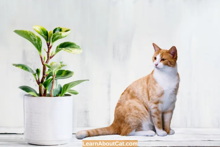 Is Leaf Peperomia Safe For Cats