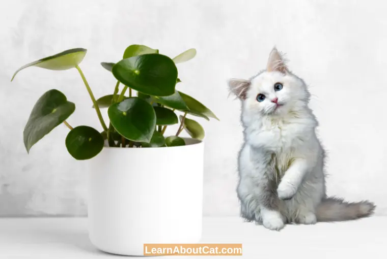 Is Peperomia Safe For Cats