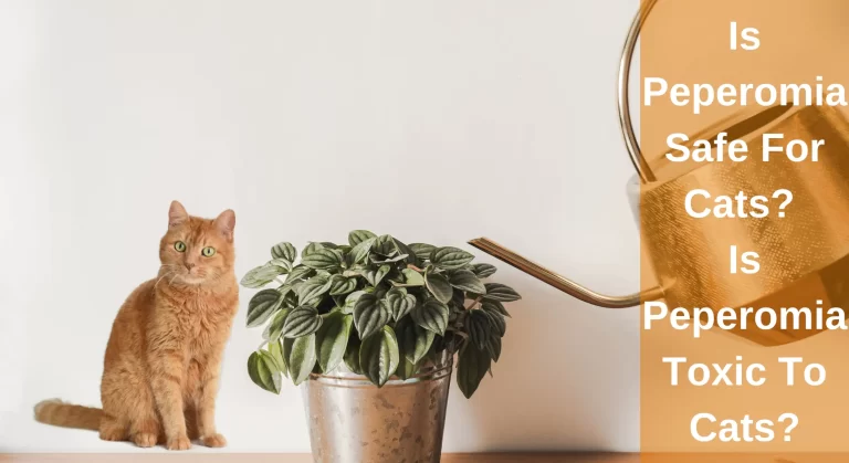 Is Peperomia Safe For Cats? Is Peperomia Toxic To Cats?