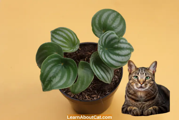 Is Watermelon Peperomia toxic to cats