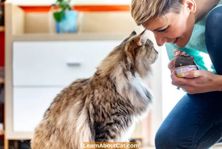 Keeping Cat Food in Cans and Dry Form