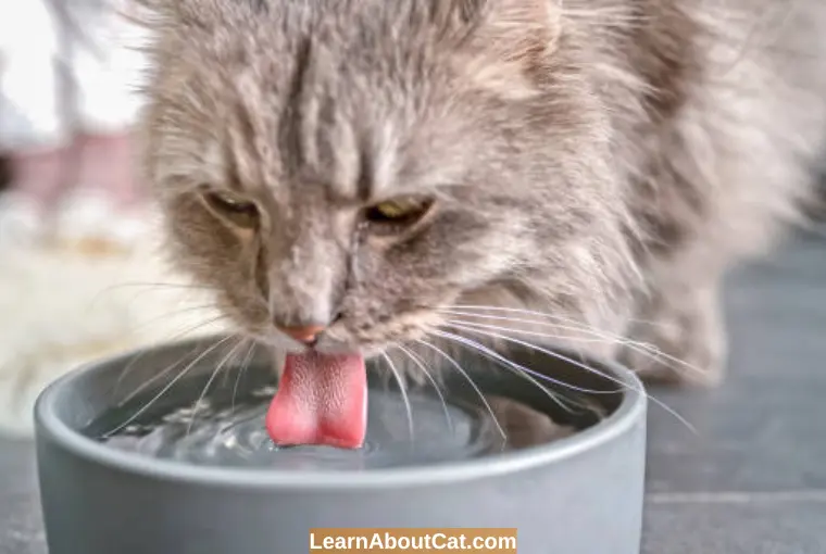 Medical Conditions Under Which Your Cat May Feel Thirsty and Keeps Meowing