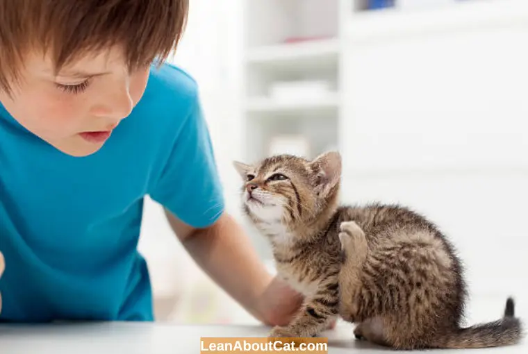 Natural Home Remedies to Treat Scabs on Cats