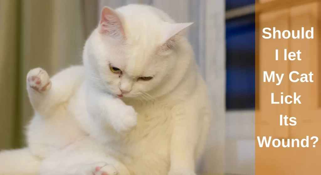 Should I let My Cat Lick Its Wound? [Answered] LearnAboutCat